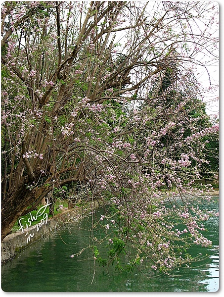 [擷影]2009.02.28澄清湖‧粉嫩可人的南洋櫻花