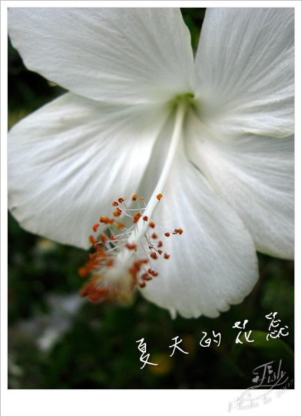 [擷影]夏天的花蕊─白色扶桑花